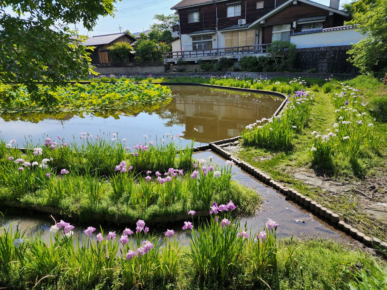 長岡京ハナショウブ