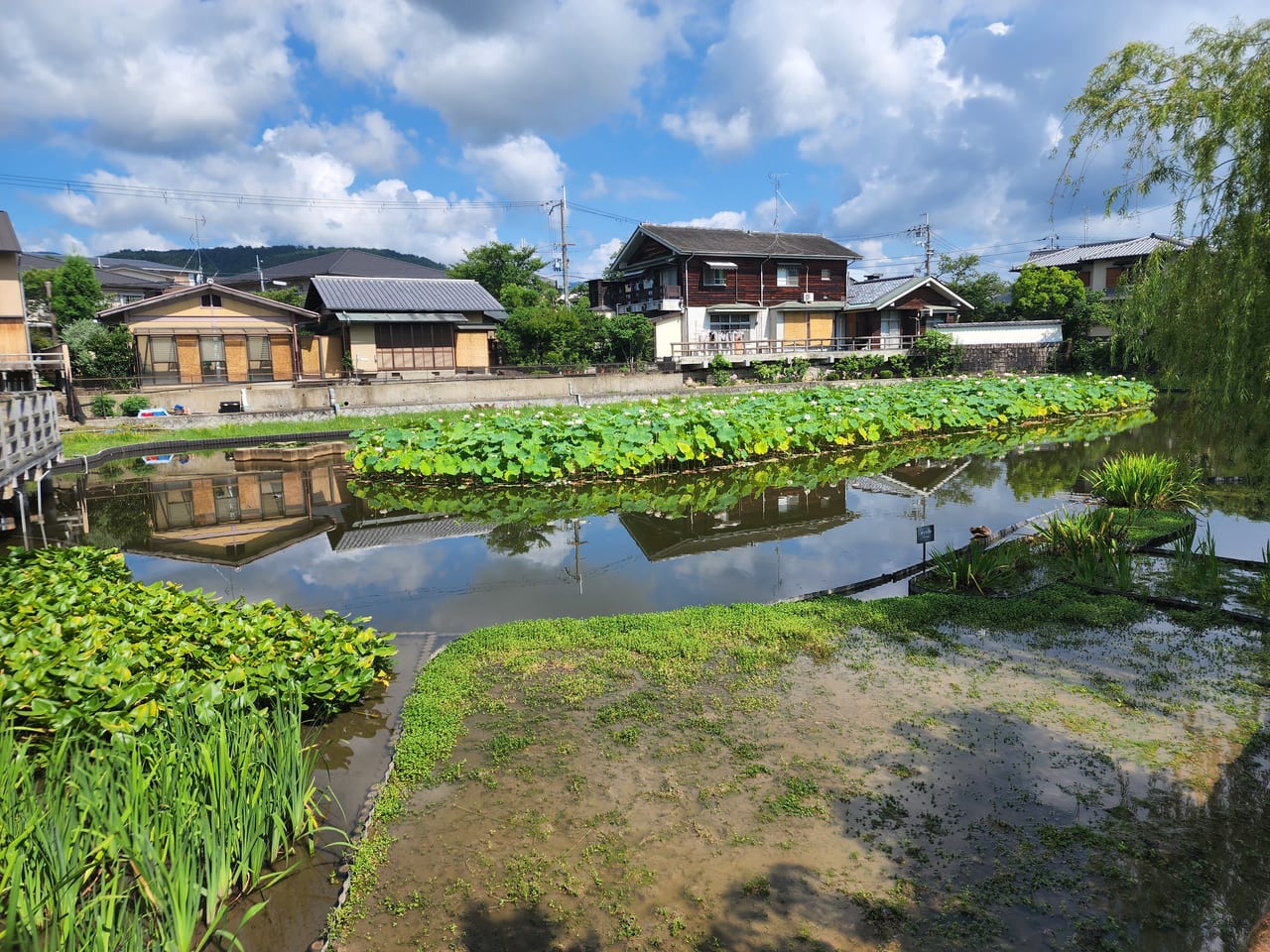 八条が池蓮の花