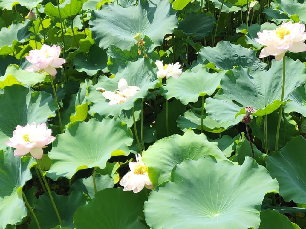 八条が池蓮の花