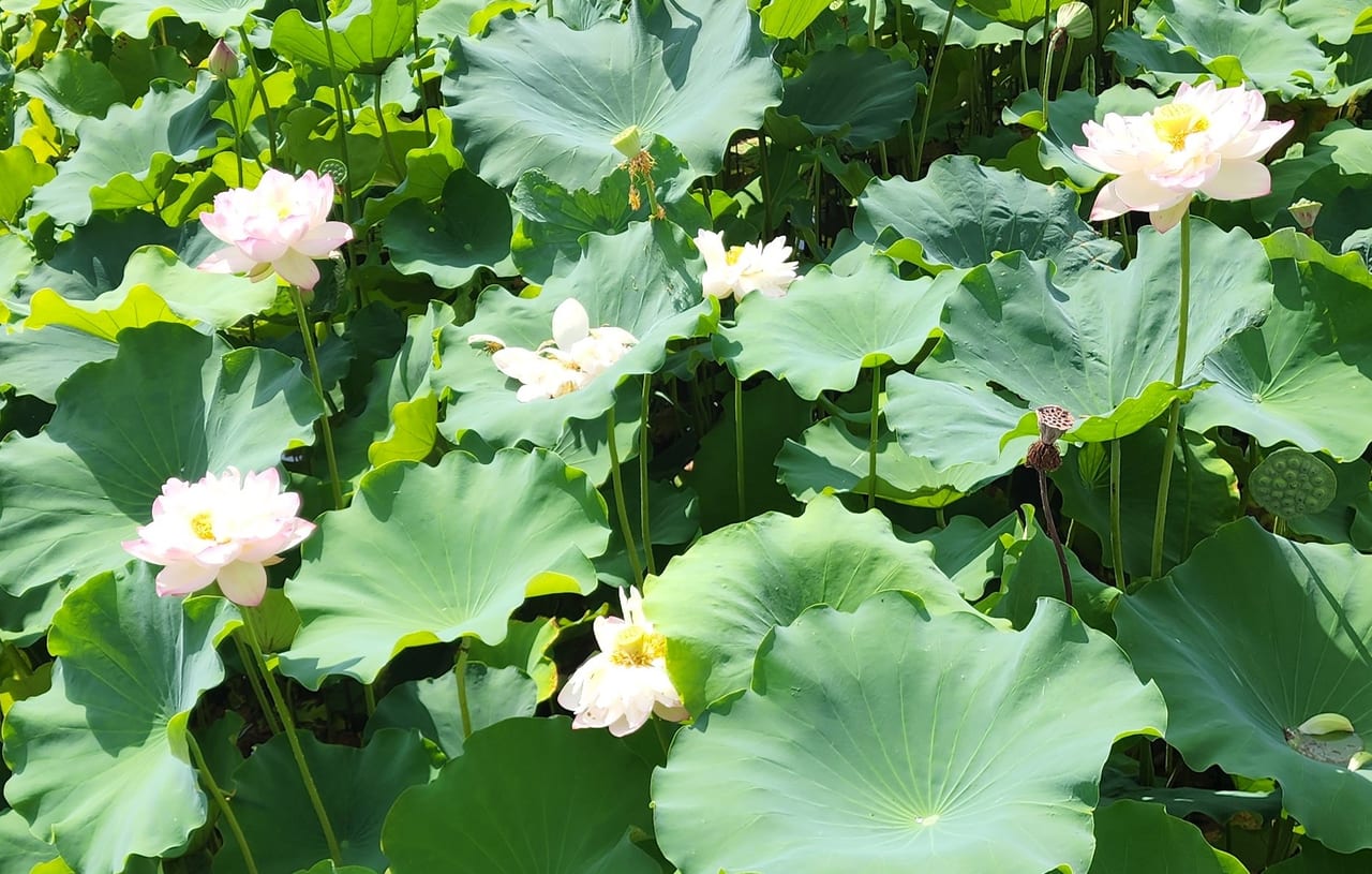 八条が池蓮の花