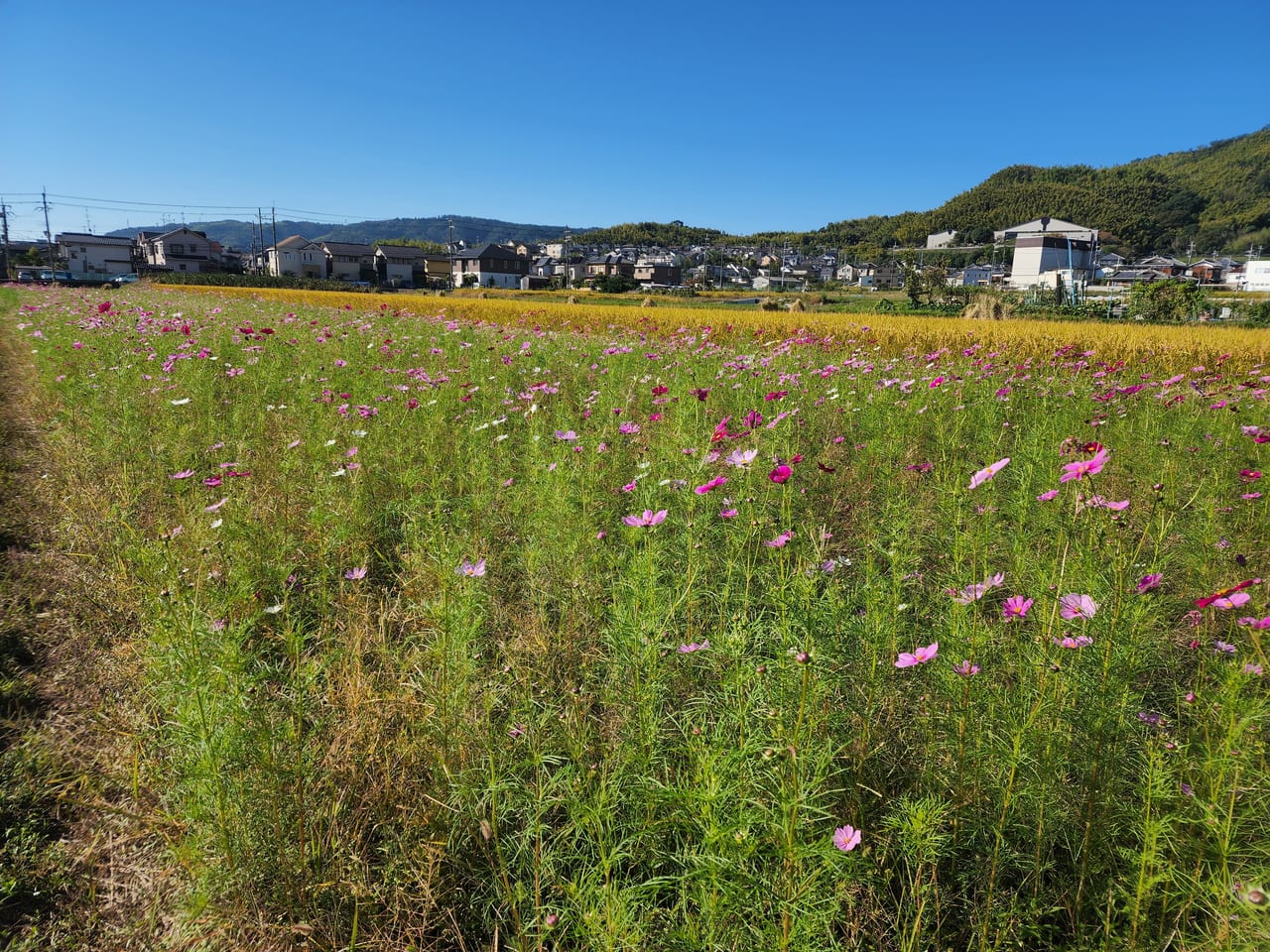 休耕田コスモス