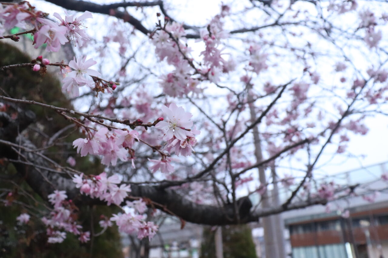 福祉まつり