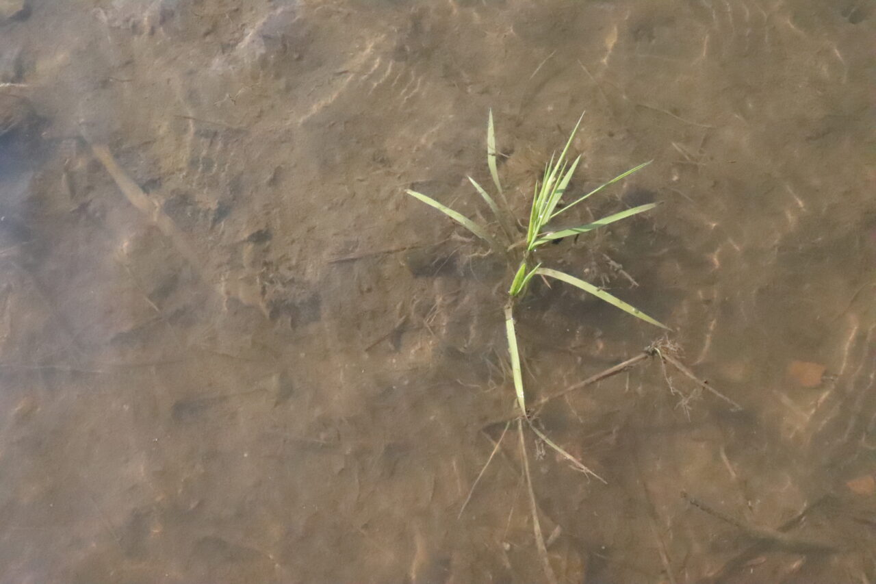 カブトエビ