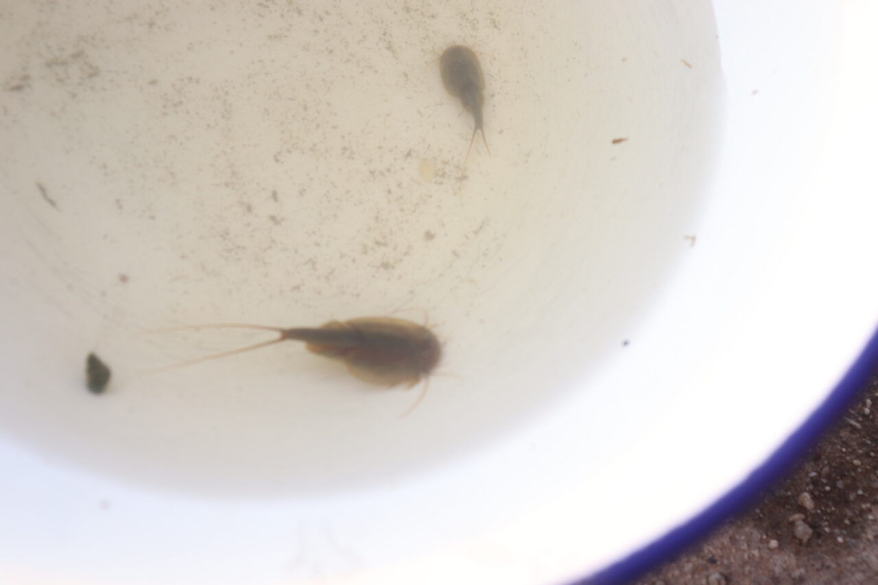 カブトエビ