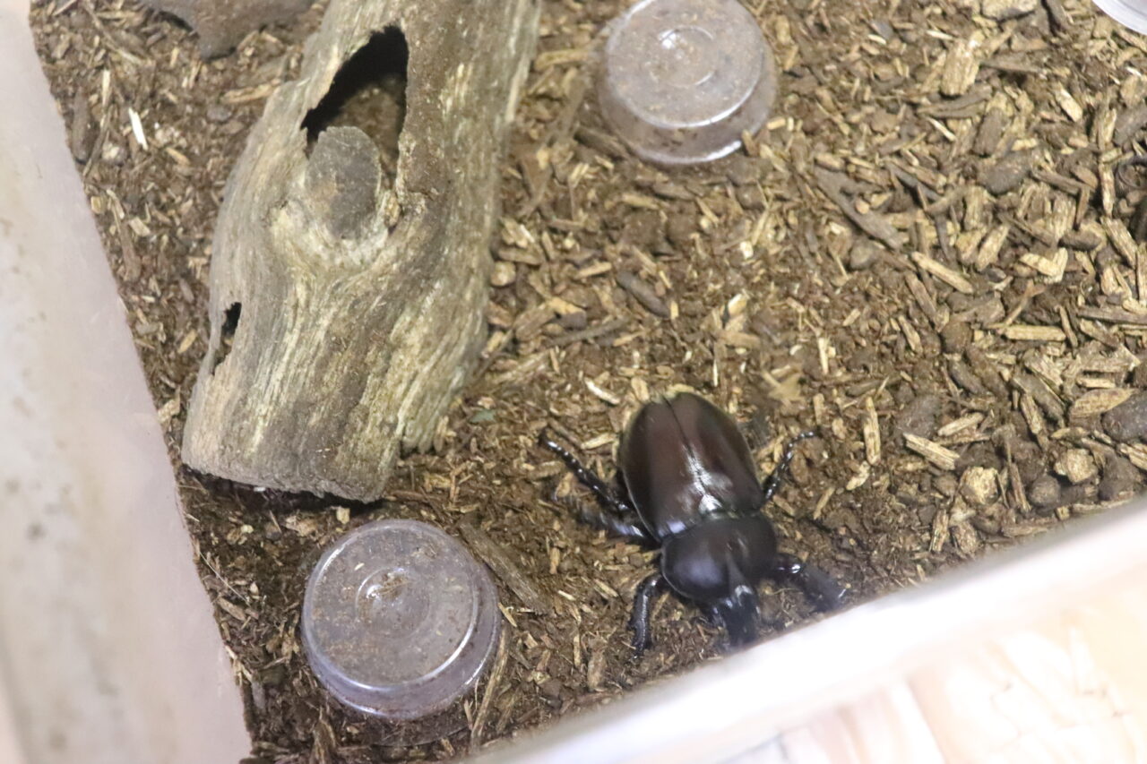 カブトムシ
