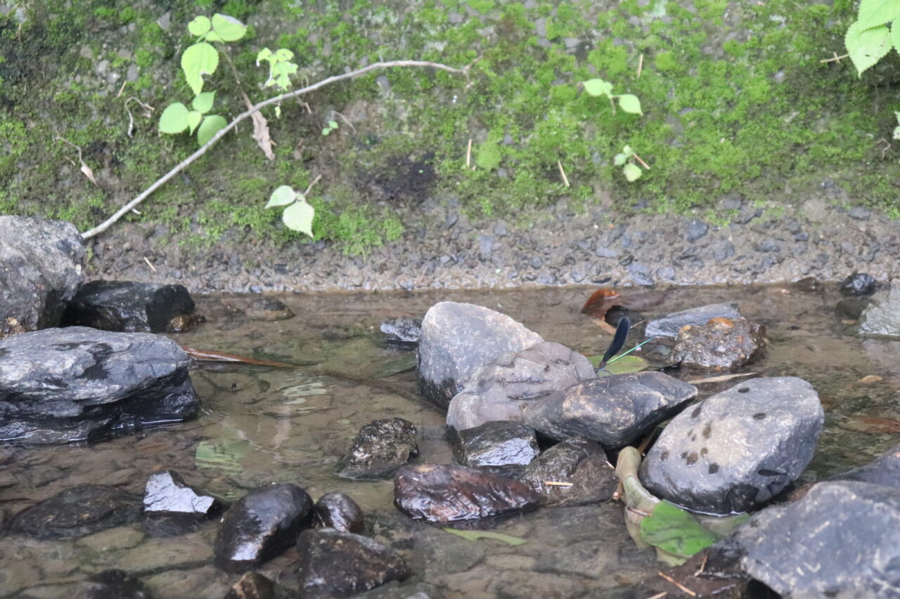 西代里山公園