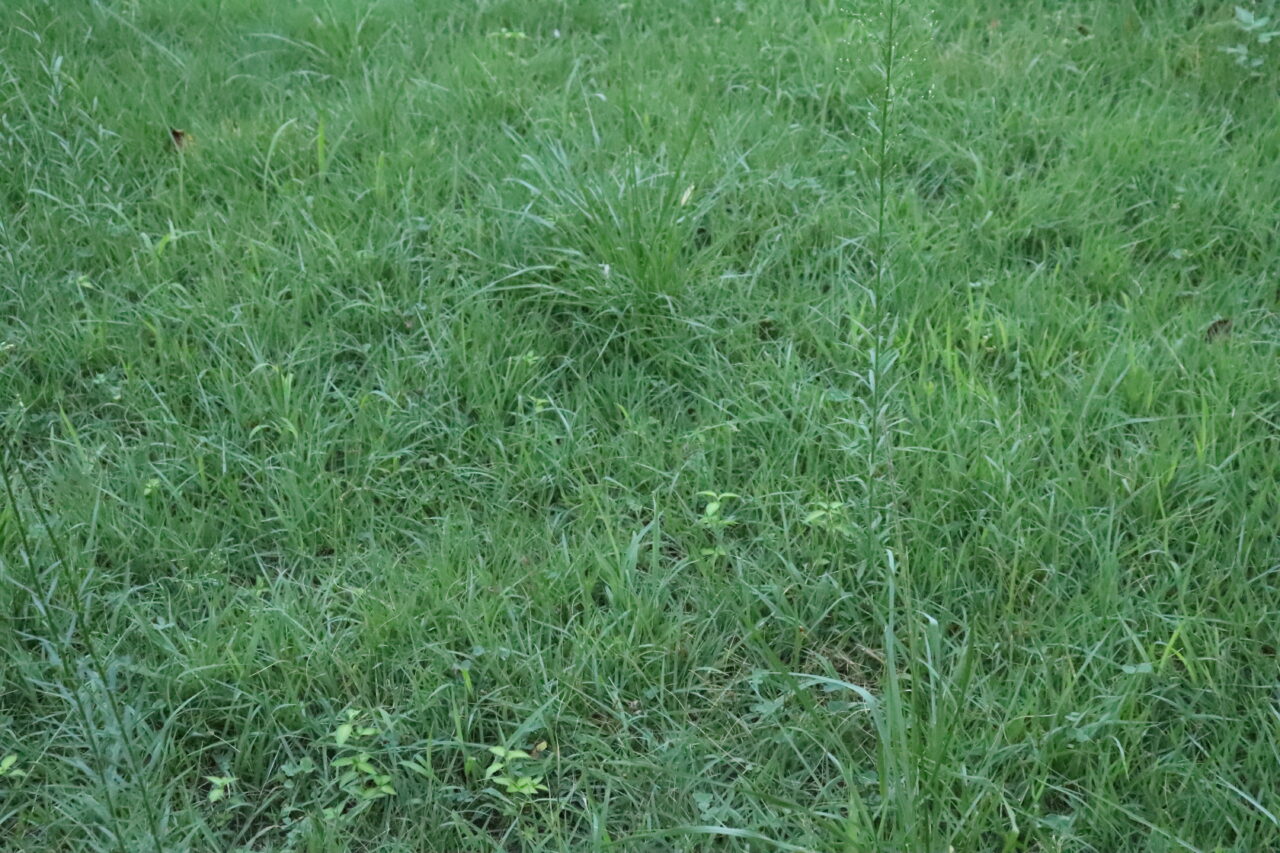 梅が丘西