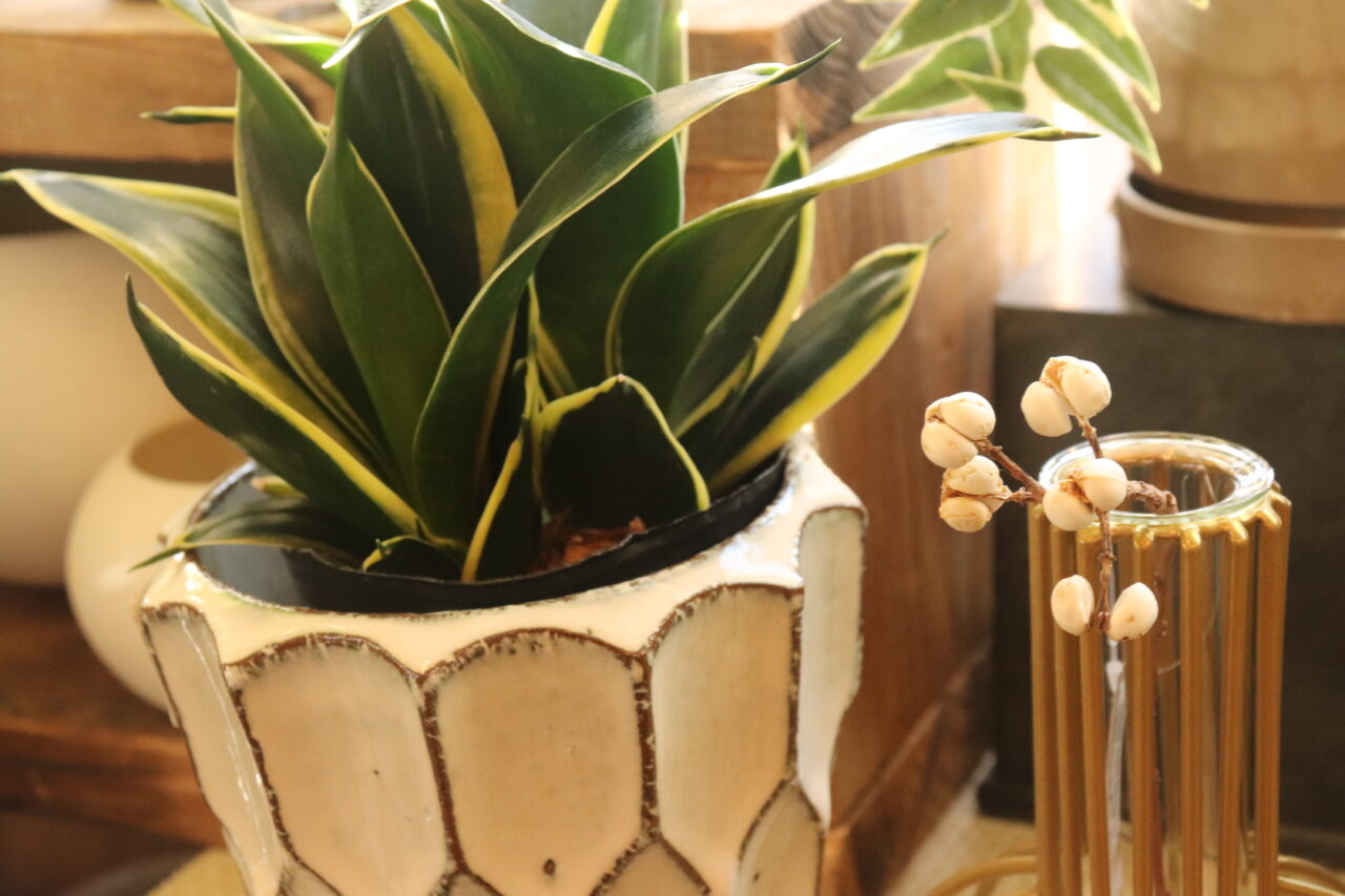 ブランミュール