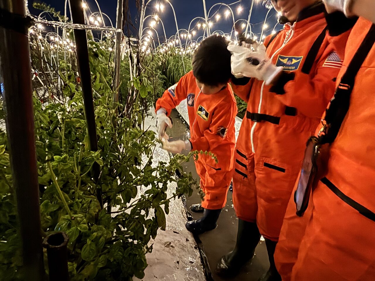 ナイトファーム