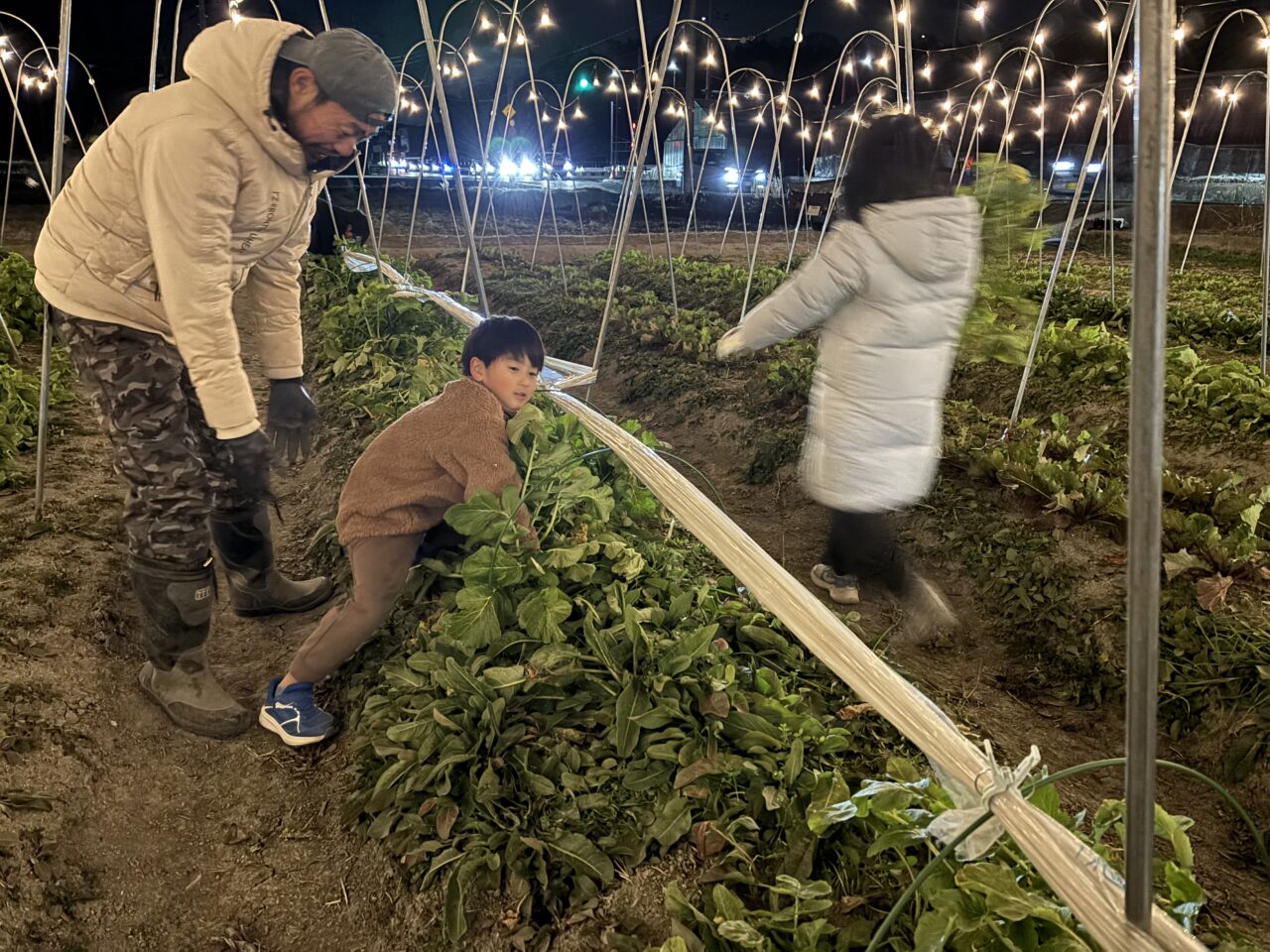 ナイトファーム