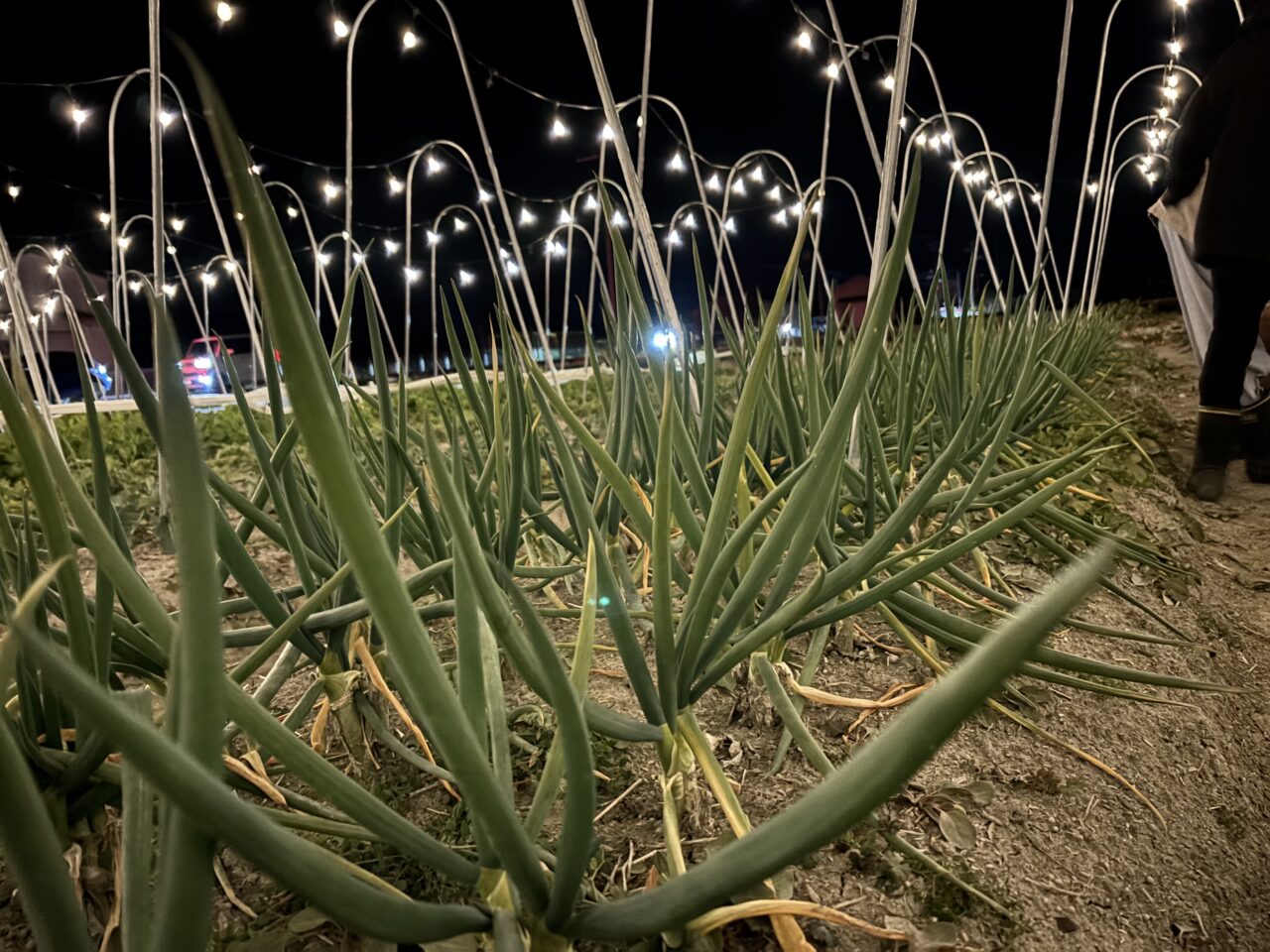 ナイトファーム