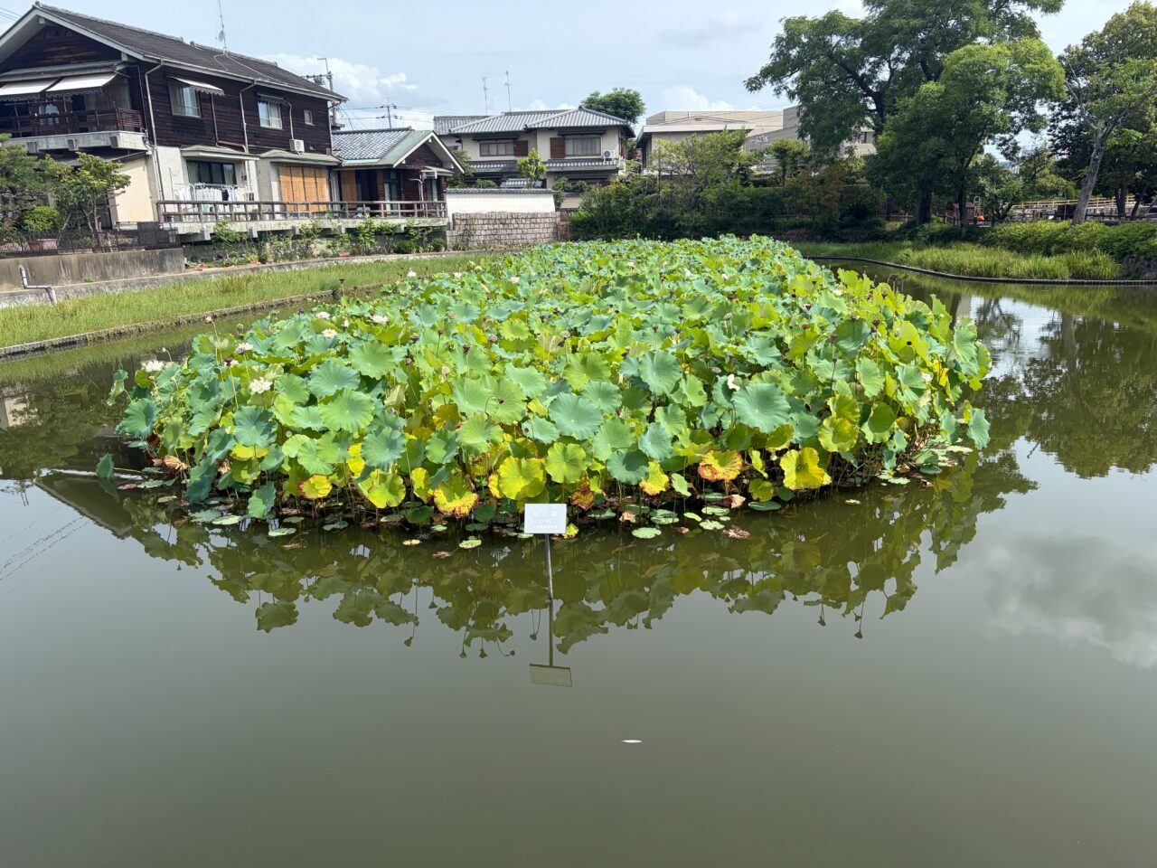 八条ヶ池の水面に広がる紅蓮の群落と名札