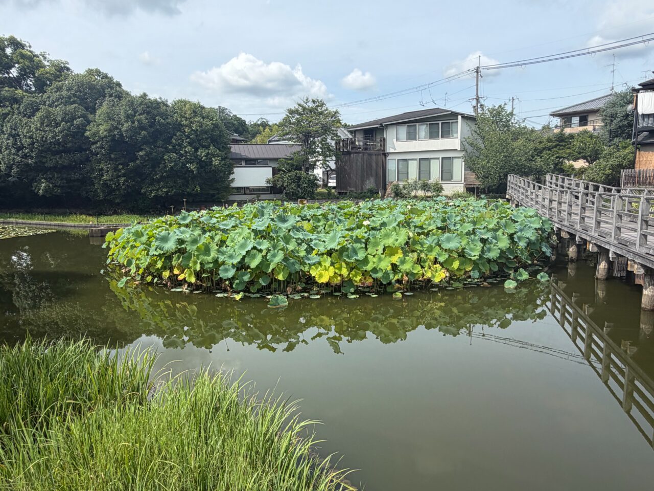 八条ヶ池の蓮の群落と右手に架かる西水上橋
