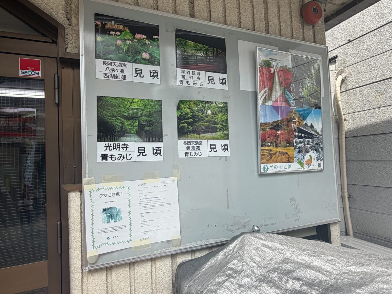 長岡京市観光案内所の掲示板に貼られた市内4か所の見頃を知らせる写真