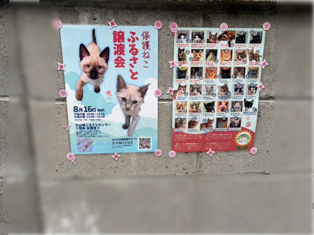 保護ねこふるさと譲渡会の日時と会場を知らせるポスター