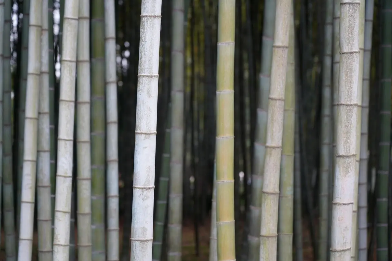 竹林